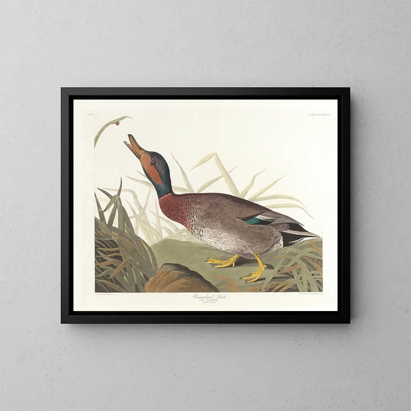 Kaczka plamista - John James Audubon — oprawiony obraz na ścianie