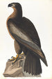 ptaka Washington - John James Audubon — widok dzieła