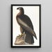 ptaka Washington - John James Audubon — oprawiony obraz na ścianie