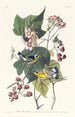 Czarny i żółty ptak śpiewak - John James Audubon — widok dzieła