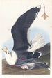 Goéland à dos noir - John James Audubon — widok dzieła