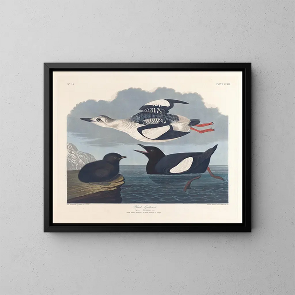 Guillemot noir - John James Audubon — oprawiony obraz na ścianie
