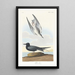 Sterne noire - John James Audubon — oprawiony obraz na ścianie