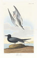 Sterne noire - John James Audubon — widok dzieła