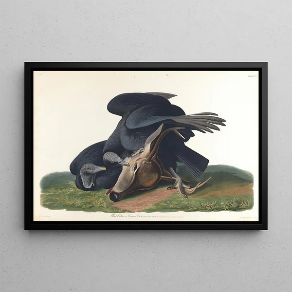 Czarny jastrząb lub pospolity kruk - John James Audubon — oprawiony obraz na ścianie