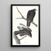 Czarny wojownik - John James Audubon — oprawiony obraz na ścianie