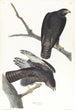 Czarny wojownik - John James Audubon — widok dzieła