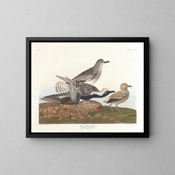 Pluvier à ventre noir - John James Audubon — oprawiony obraz na ścianie