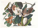 Coucou à bec noir - John James Audubon — widok dzieła
