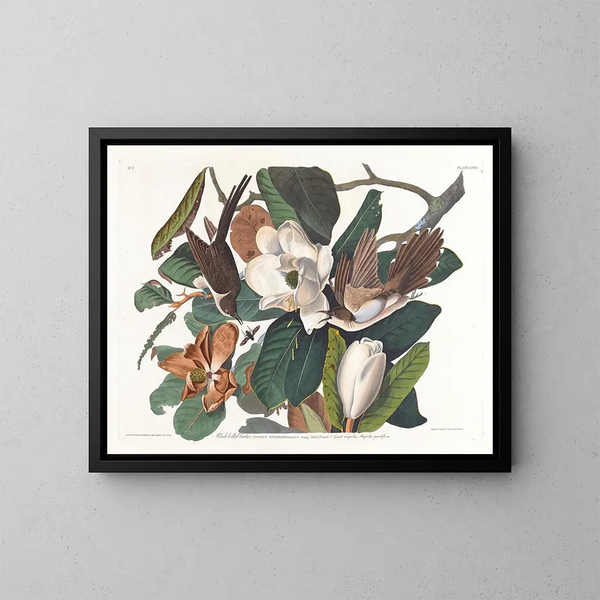 Coucou à bec noir - John James Audubon — oprawiony obraz na ścianie