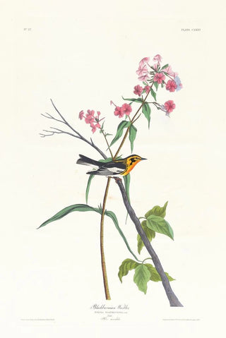 John James Audubon - Blackburnian warbler.webp