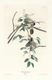 Mésange à tête noire - John James Audubon — widok dzieła