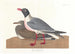 Mouette rieuse - John James Audubon — widok dzieła