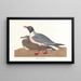 Mouette rieuse - John James Audubon — oprawiony obraz na ścianie