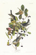 Paruline rayée - John James Audubon — widok dzieła