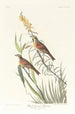 Bruant à gorge noire - John James Audubon — widok dzieła