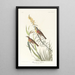 Bruant à gorge noire - John James Audubon — oprawiony obraz na ścianie