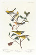 Czarnogardła Parula Parula Blackburn Parula strumieniowa - John James Audubon — widok dzieła