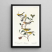 Czarnogardła Parula Parula Blackburn Parula strumieniowa - John James Audubon — oprawiony obraz na ścianie