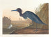 Niebieski żuraw lub czapla - John James Audubon — widok dzieła