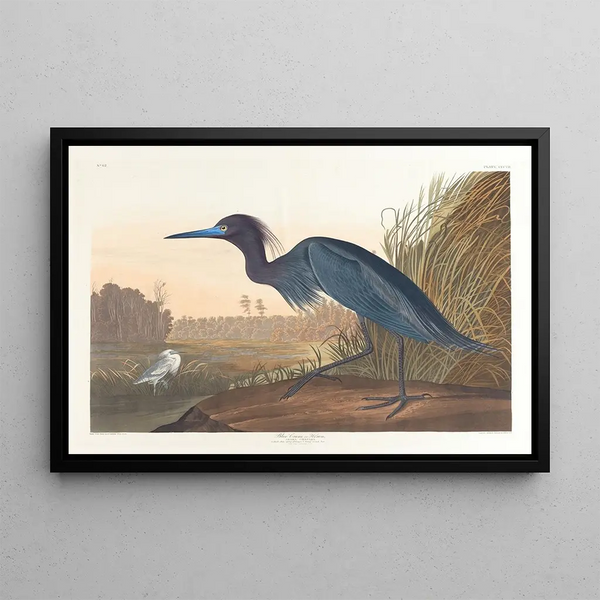 Niebieski żuraw lub czapla - John James Audubon — oprawiony obraz na ścianie