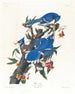 Sroka modra - John James Audubon — widok dzieła