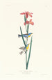 Żółto-niebieska Parula - John James Audubon — widok dzieła