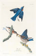 Merlebleu - John James Audubon — oprawiony obraz na ścianie