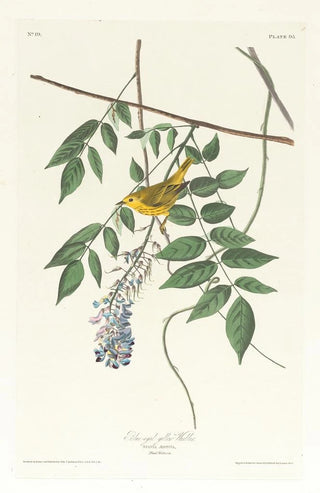John James Audubon - Blueeyed yellow warbler.webp