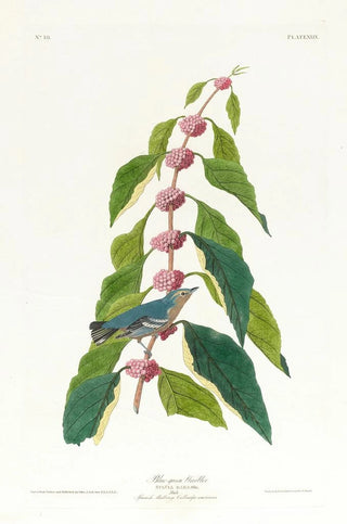 John James Audubon - Bluegreen warbler.webp