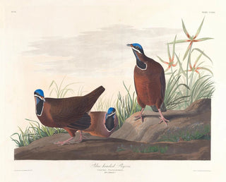 gołębia z niebieską głową - John James Audubon — widok dzieła