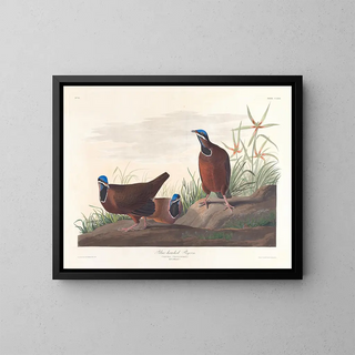 gołębia z niebieską głową - John James Audubon — oprawiony obraz na ścianie