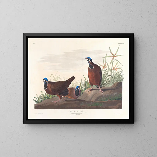 gołębia z niebieską głową - John James Audubon — oprawiony obraz na ścianie