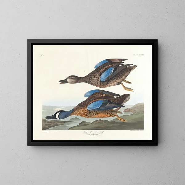 Kaczka z niebieskimi skrzydłami - John James Audubon — oprawiony obraz na ścianie