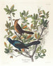 Quiscale à queue de bateau - John James Audubon — widok dzieła
