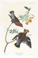 Jaseur bohémien - John James Audubon — widok dzieła