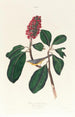 Gobemouche de Bonaparte - John James Audubon — widok dzieła