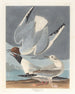 Goéland de Bonaparte - John James Audubon — widok dzieła