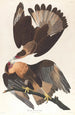 Caracara z Brazylii - John James Audubon — widok dzieła