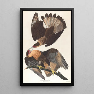 John James Audubon - Brasilian caracara eagle.webp
