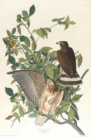John James Audubon - Broadwinged hawk.webp