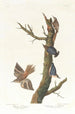 Brunianego dzięcioła i dzięcioła kalifornijskiego - John James Audubon — widok dzieła