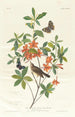 Paruline à tête brune mangeuse de vers - John James Audubon — widok dzieła