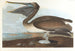 brązowego pelikana - John James Audubon — widok dzieła