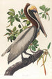 brązowego pelikana Pelecanus fuscus - John James Audubon — widok dzieła