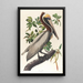 brązowego pelikana Pelecanus fuscus - John James Audubon — oprawiony obraz na ścianie