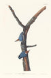Sittelle à tête brune - John James Audubon — widok dzieła
