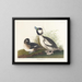 Kaczka z głową bufetu - John James Audubon — oprawiony obraz na ścianie