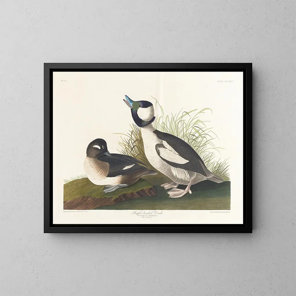 Kaczka z głową bufetu - John James Audubon — oprawiony obraz na ścianie