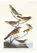 Oriole Bullock, Oriole z Baltimore, meksykański chardonneret, szarańczak różowy, szarańczak strumieniowy - John James Audubon — widok dzieła